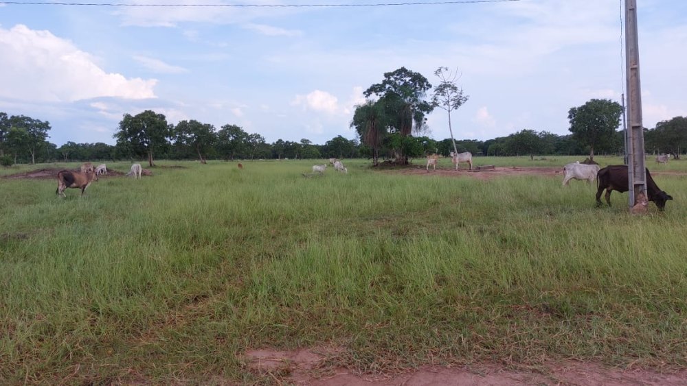 Chácara - Venda - Assentamento - Poconé - MT